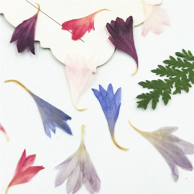 Factory Diy Material Cornflower Centaury Centaurea Cyanus Plant Dried Dry Flower Collect Dried Flowers