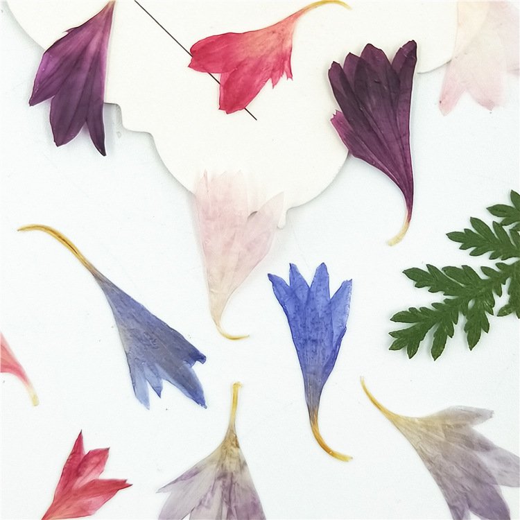Factory Diy Material Cornflower Centaury Centaurea Cyanus Plant Dried Dry Flower Collect Dried Flowers
