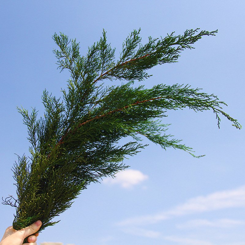 Christmas Decor Nature Preserved Real Pine and Cypress Leaves Bouquet For Wedding Home Decoration