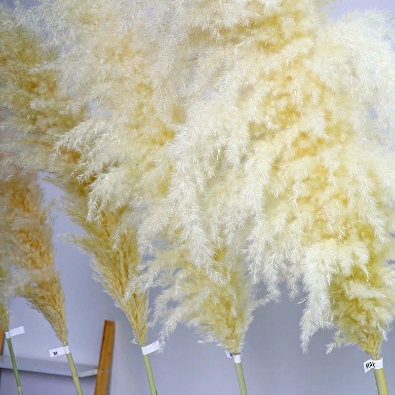 Custom color Pink White Beige Dry Pampas Grass Large Fluffy Natural Wedding Decor Preserved Dried Flower Pampas Grass
