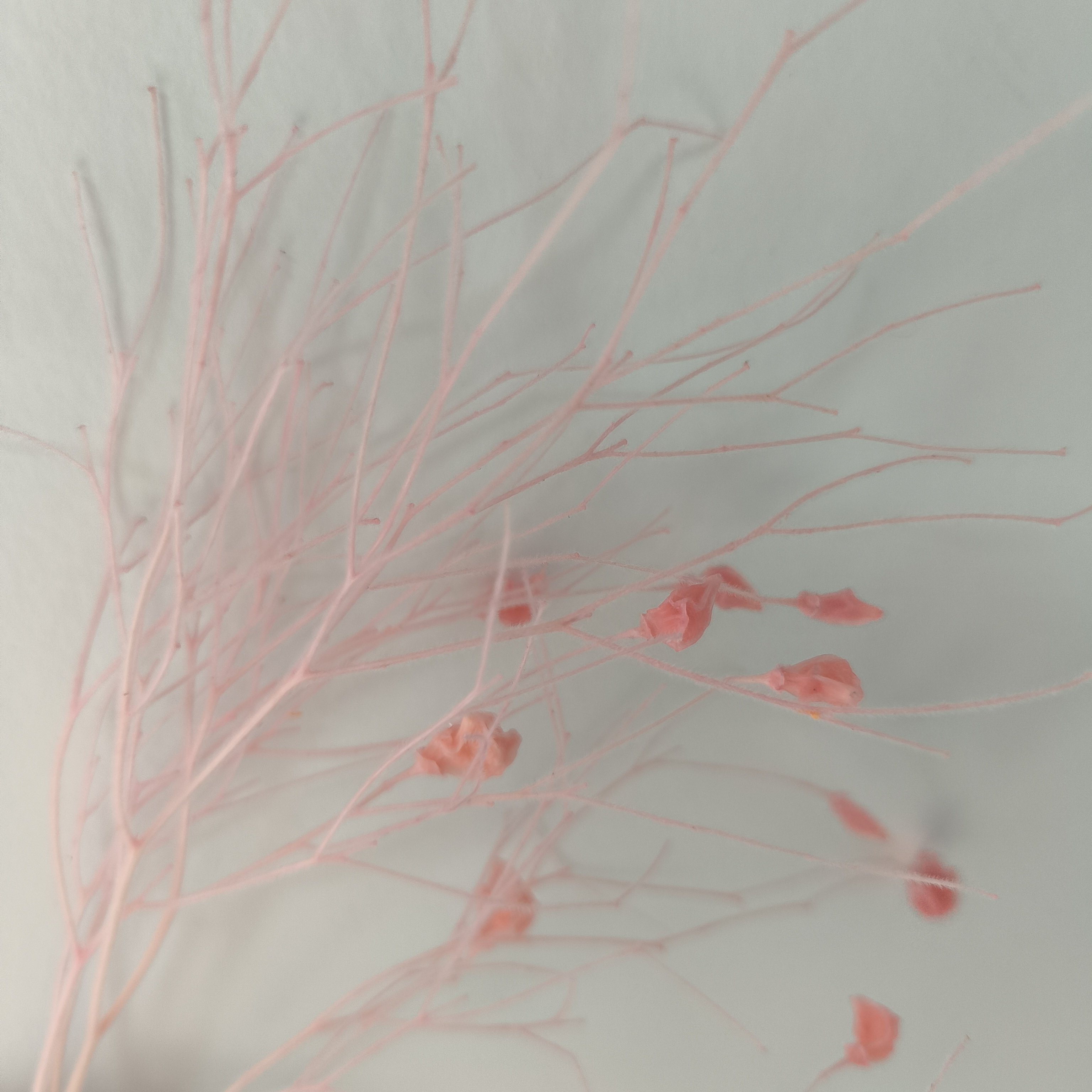dried flower wholesaler preserved real natural eternal soft dream grass flower dried flowers & plants for events decor