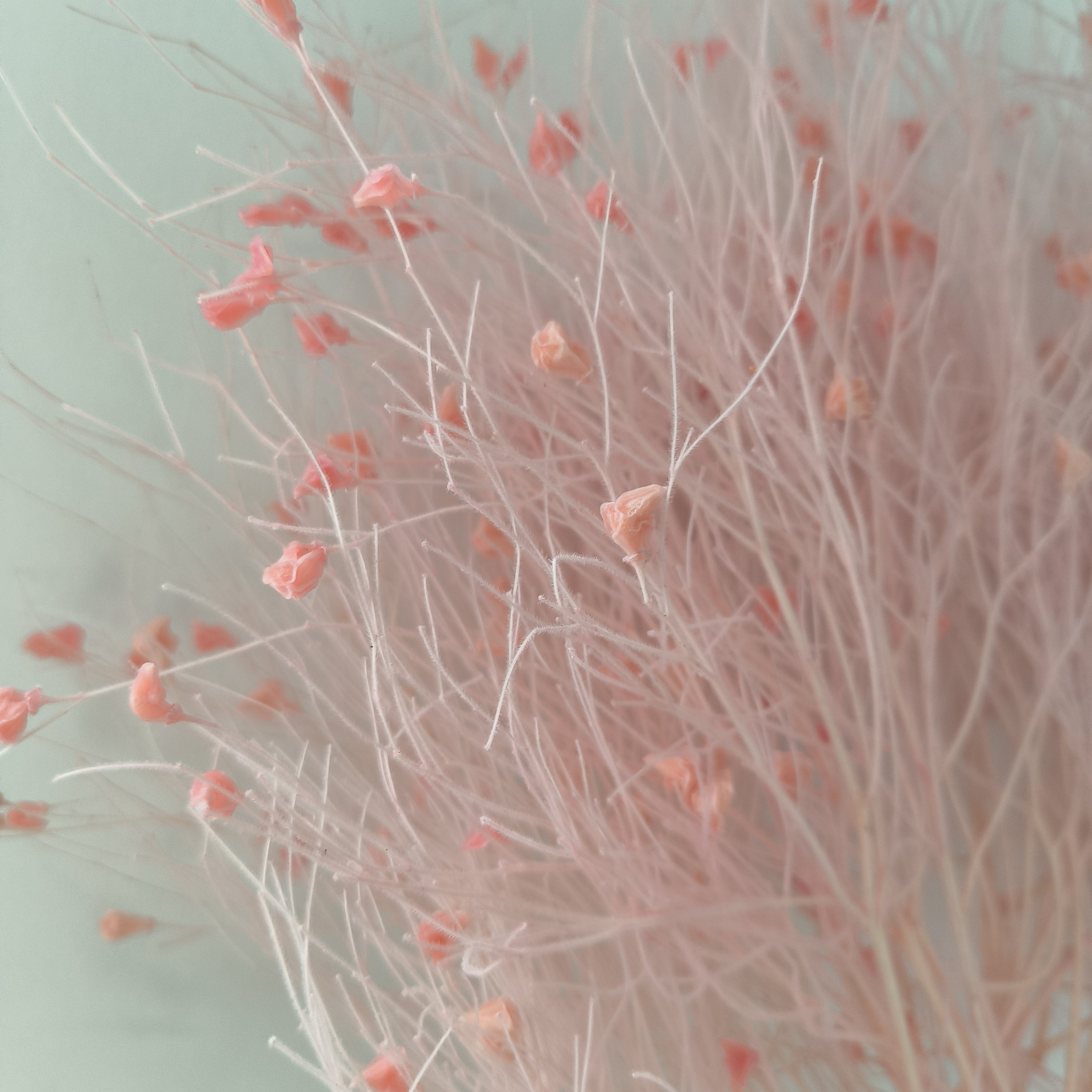 dried flower wholesaler preserved real natural eternal soft dream grass flower dried flowers & plants for events decor