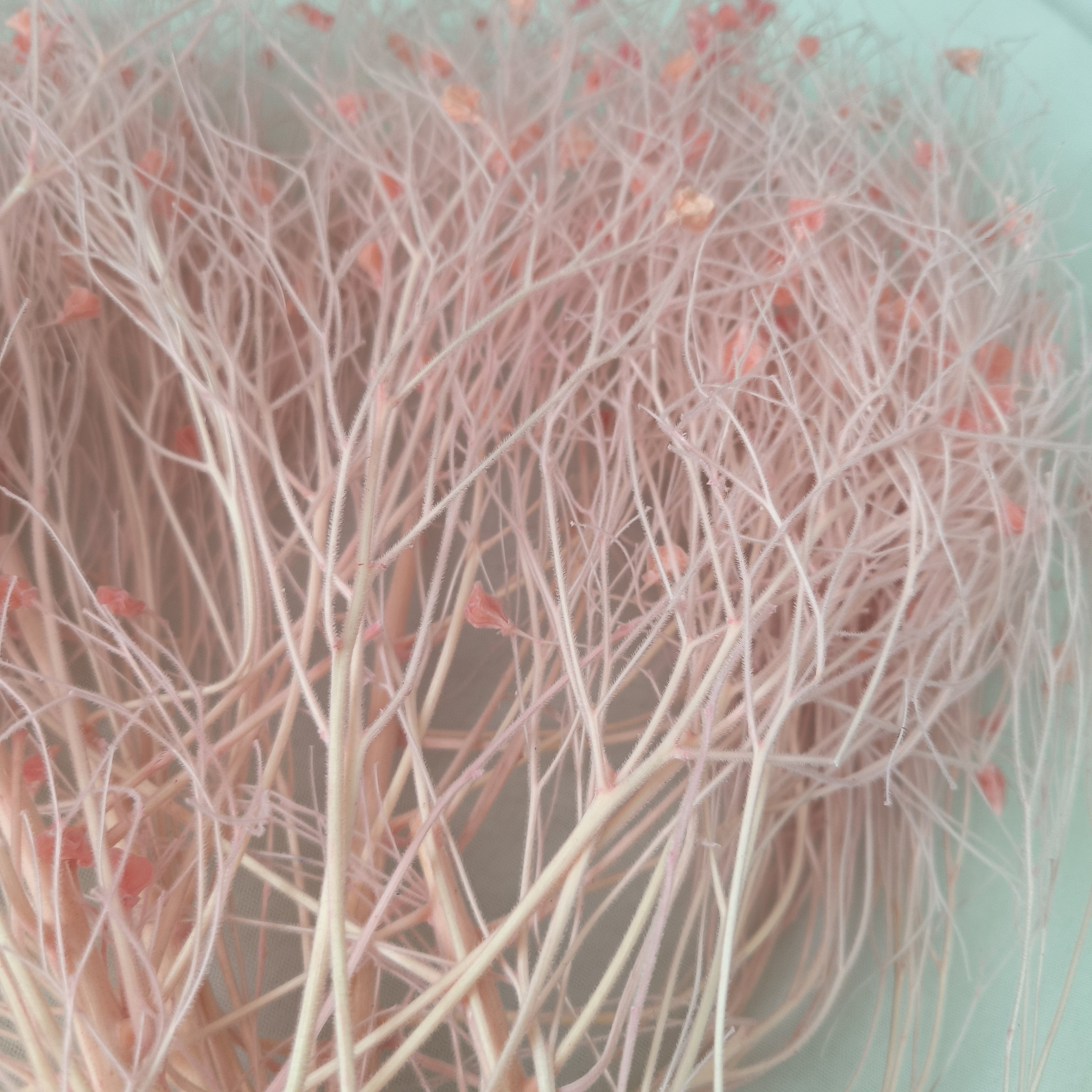 dried flower wholesaler preserved real natural eternal soft dream grass flower dried flowers & plants for events decor