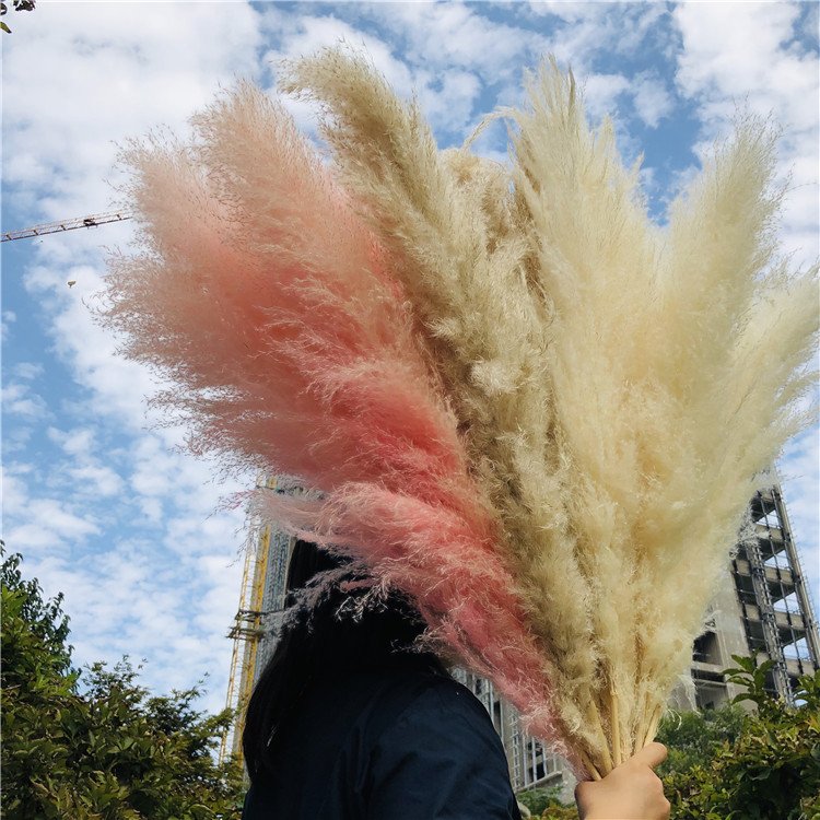 K-0325 Factory direct selling Natural Dried Flowers Large Plume Beige Pampas Grass