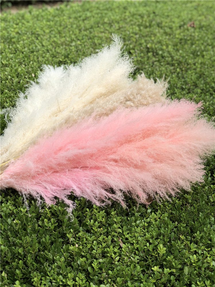 K-0325 Factory direct selling Natural Dried Flowers Large Plume Beige Pampas Grass