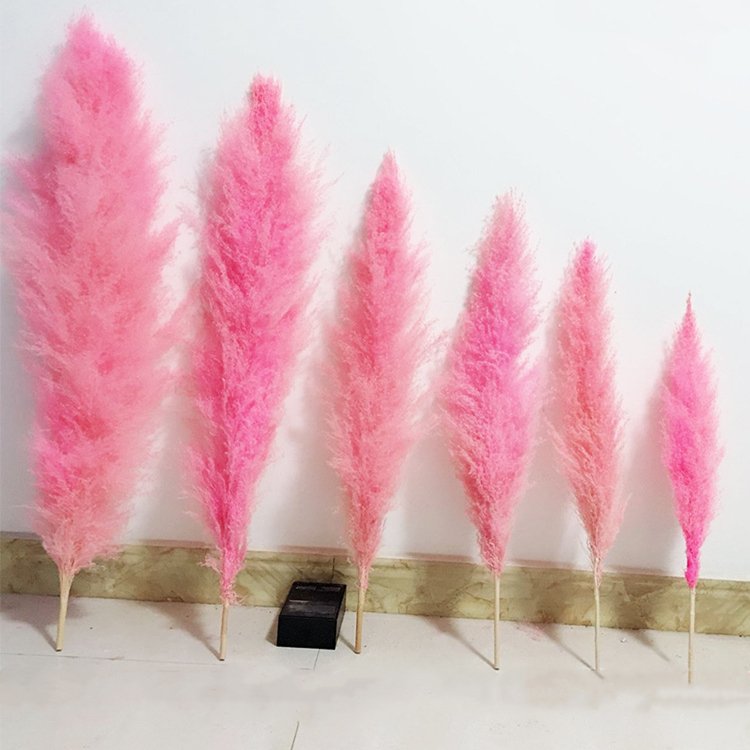 K-0325 Factory direct selling Natural Dried Flowers Large Plume Beige Pampas Grass