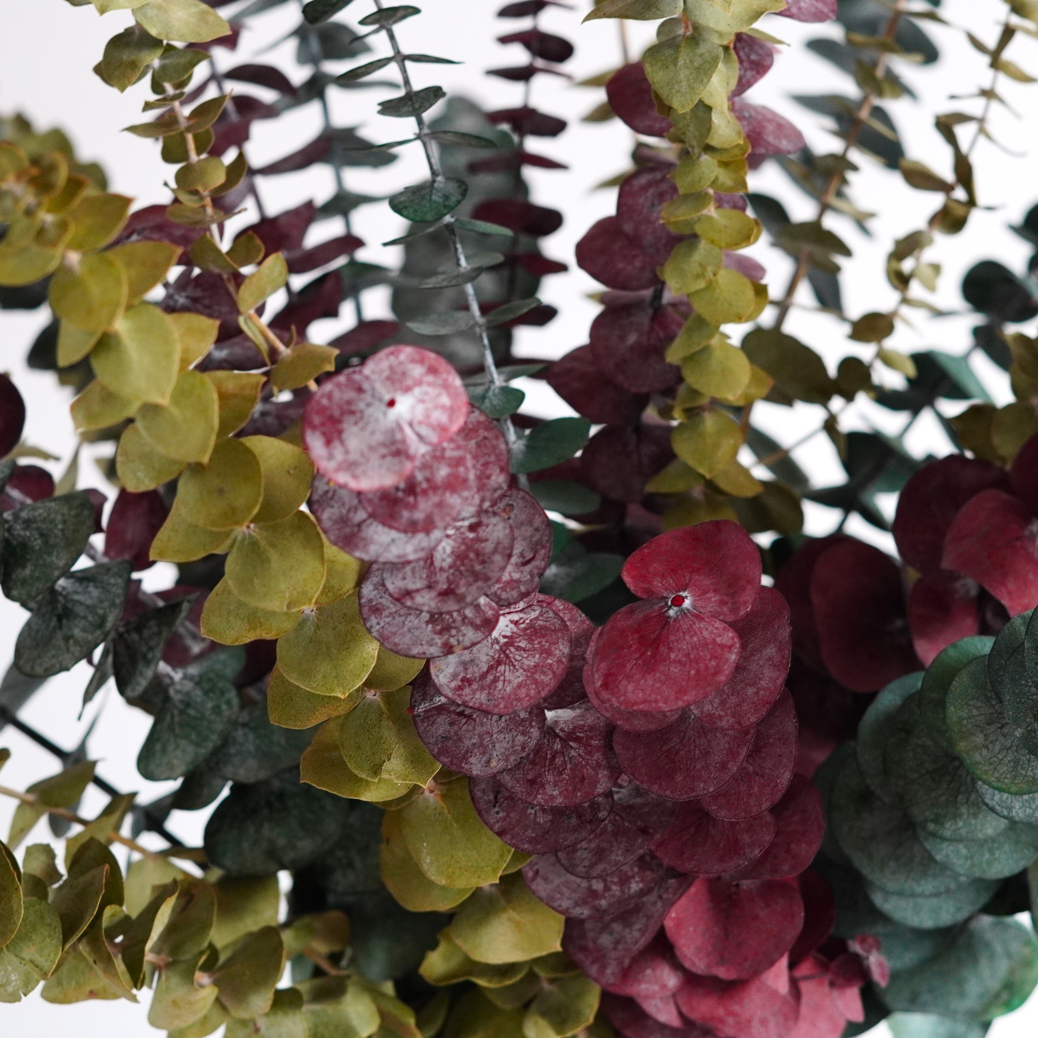 Preserved Eucalyptus Dried Eucalyptus Bunch Home Decor Shower Aesthetic Natural Eucalyptus Leaves