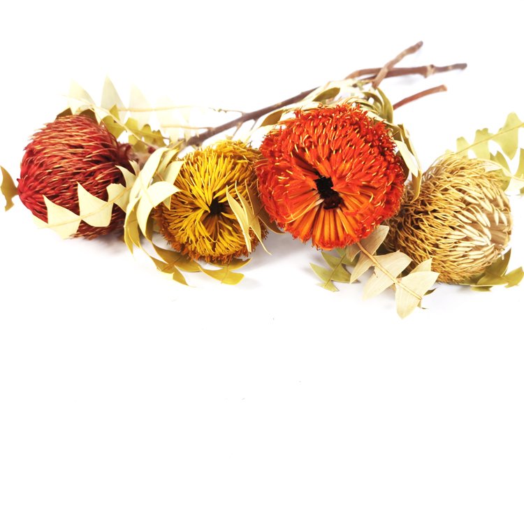 SumFlora Beautiful Colors Dry Flowers Dried Banksia for home decoration