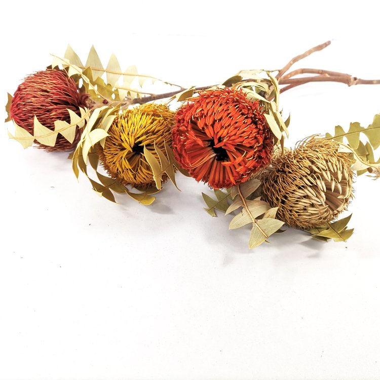 SumFlora Beautiful Colors Dry Flowers Dried Banksia for home decoration