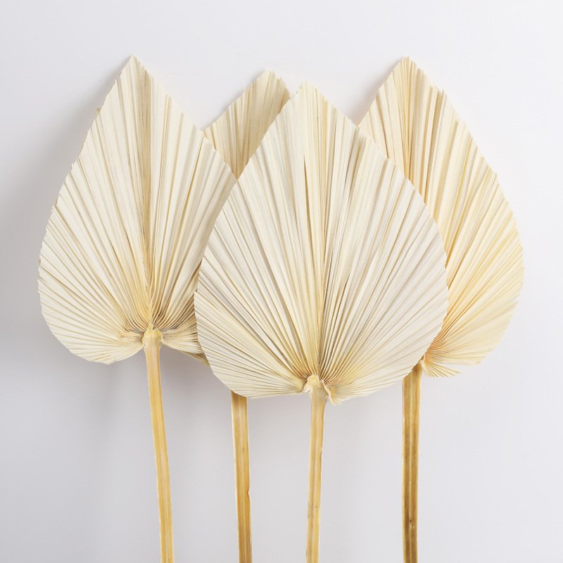 Top Seller Dried Flowers Palm Dry Fan Leaf Pampas Home Wedding Decoration Natural Dried Palm Leaves