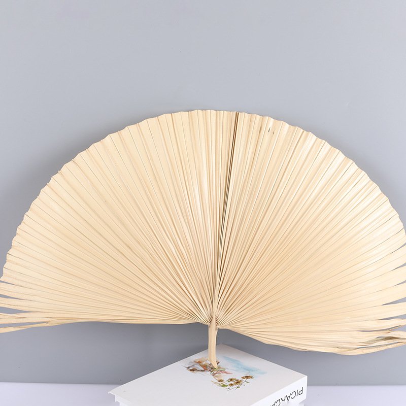 Top Seller Dried Flowers Palm Dry Fan Leaf Pampas Home Wedding Decoration Natural Dried Palm Leaves