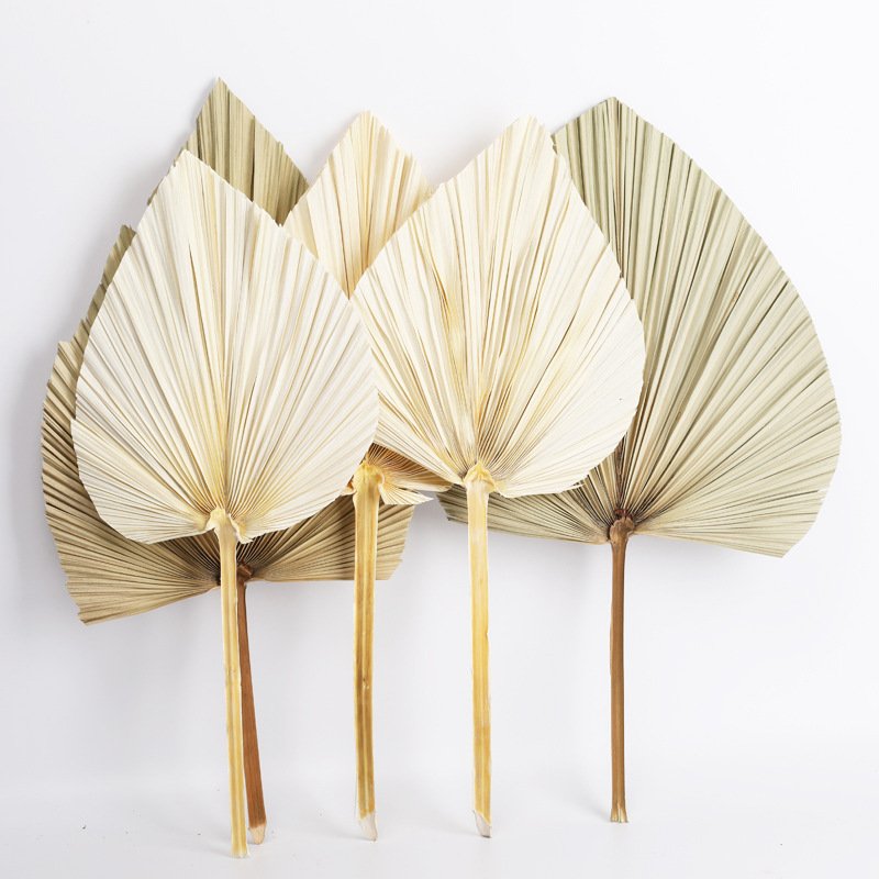 Top Seller Dried Flowers Palm Dry Fan Leaf Pampas Home Wedding Decoration Natural Dried Palm Leaves