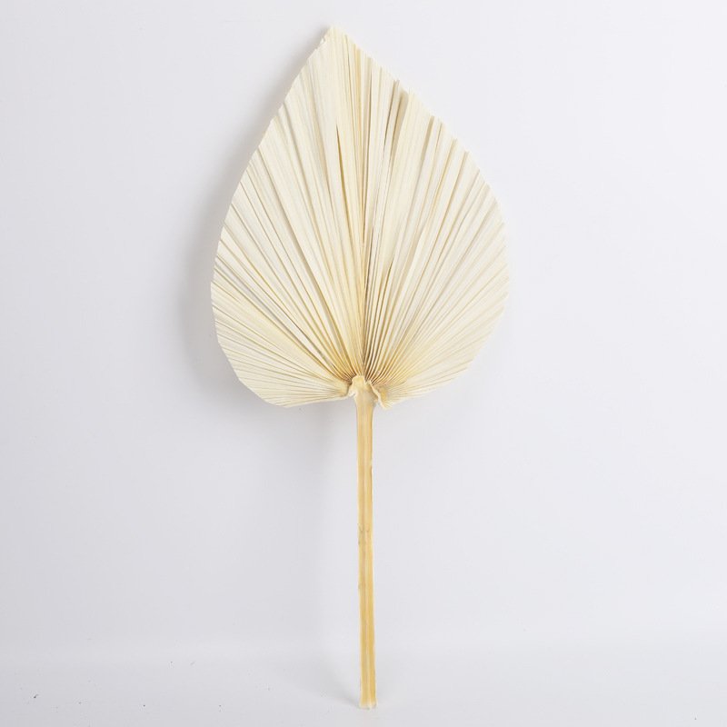 Top Seller Dried Flowers Palm Dry Fan Leaf Pampas Home Wedding Decoration Natural Dried Palm Leaves