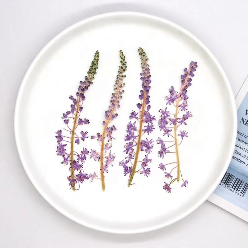 MNR2047 dried preserved long stem purple flower for makeup