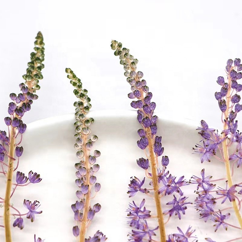 MNR2047 dried preserved long stem purple flower for makeup