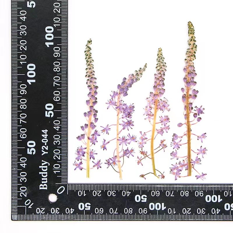 MNR2047 dried preserved long stem purple flower for makeup