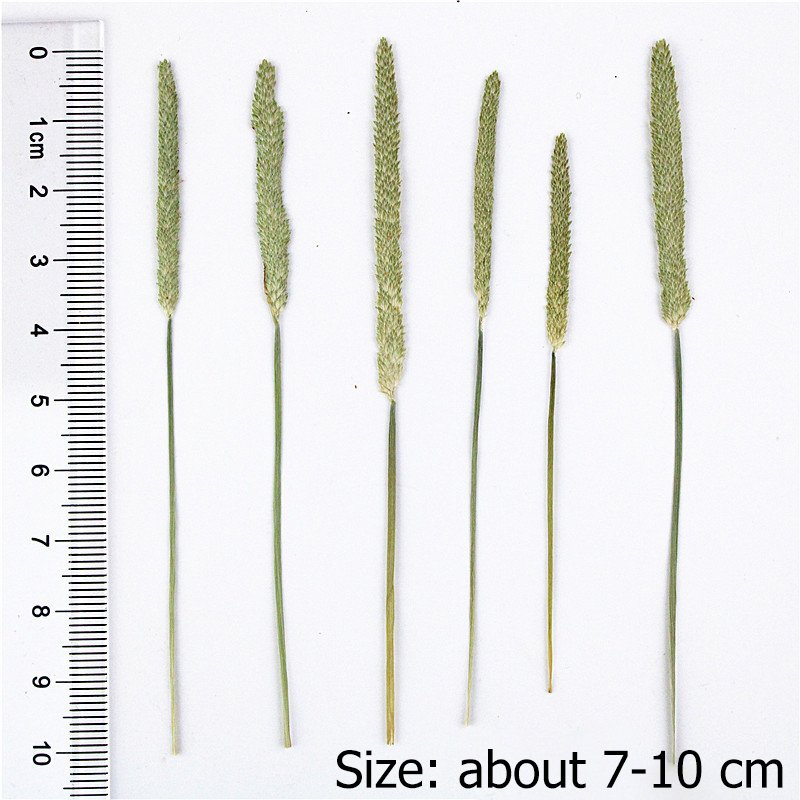 Straw stick Real Dried Leaf DIY Art Crafts Making Natural Plant Eco-friendly