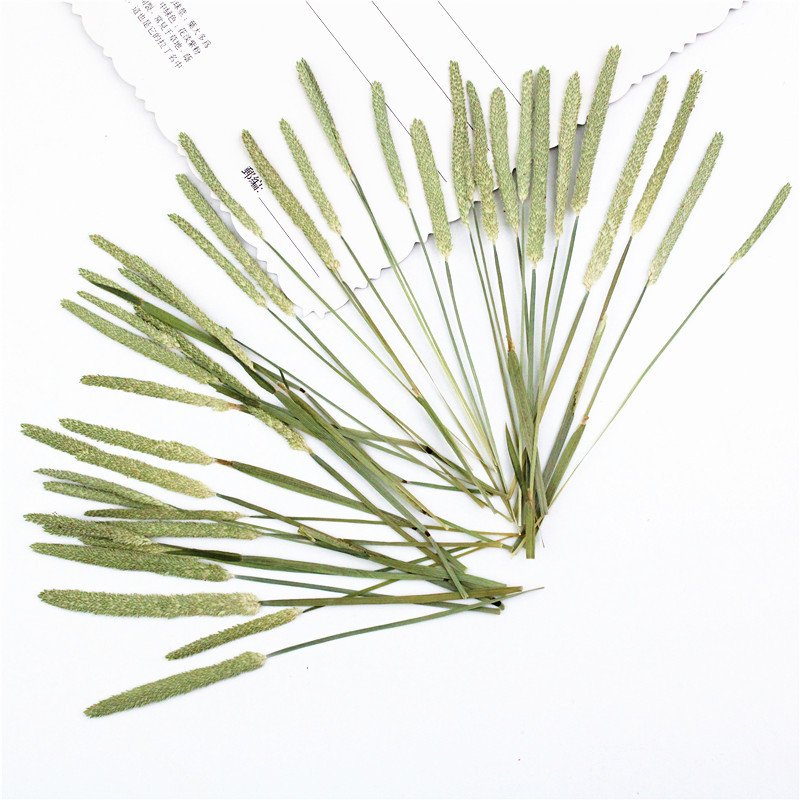 Straw stick Real Dried Leaf DIY Art Crafts Making Natural Plant Eco-friendly