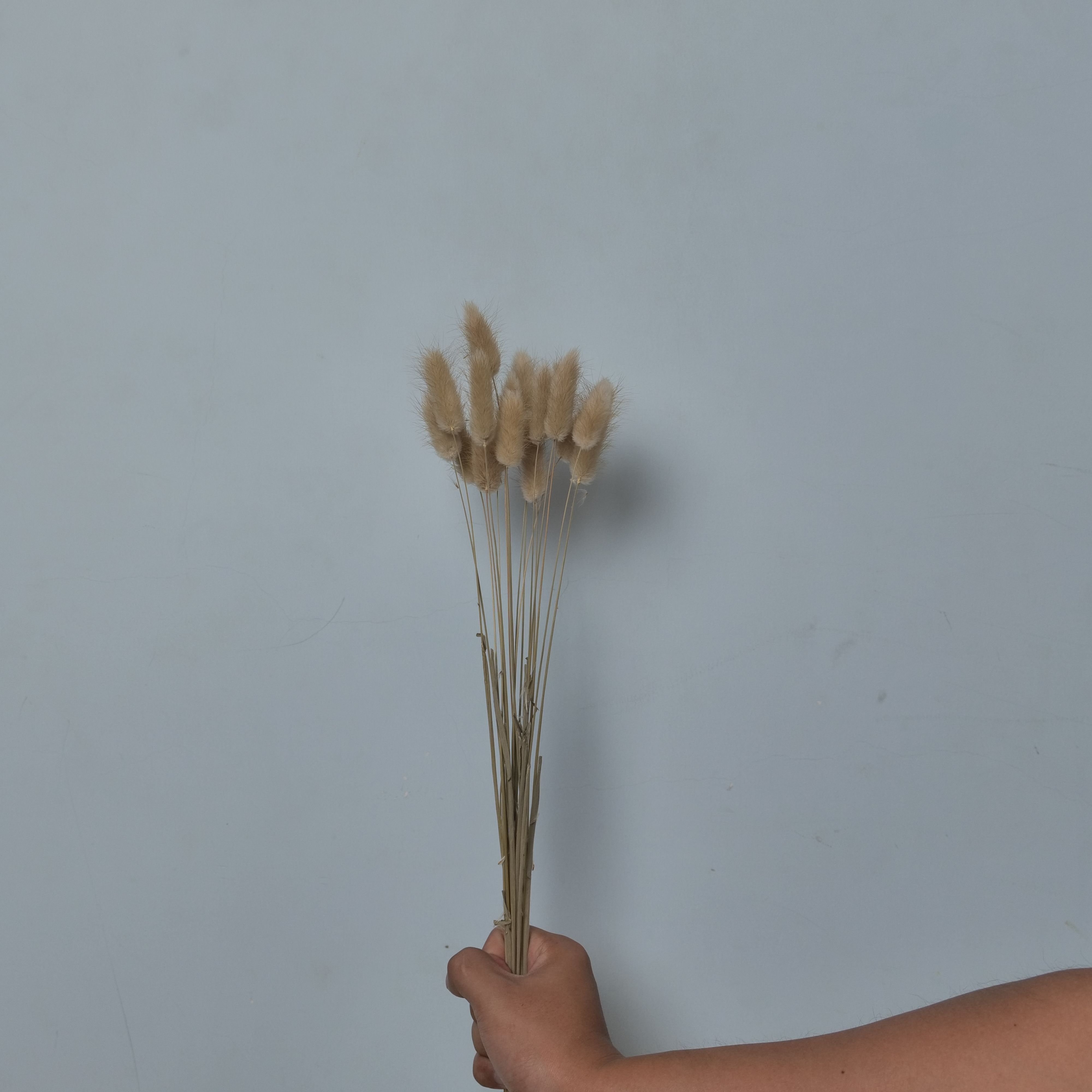Natural Dried Preserved bunny tail grass Lagurus Ovatus rabbit tail grass for home decoration indoor and outdoor