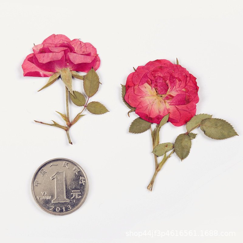 Wholesale Real Rose Dried Pressed Flower For Resin Jewelry Necklace Nail Decoration