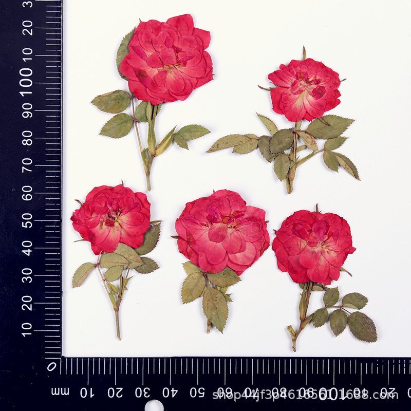 Wholesale Real Rose Dried Pressed Flower For Resin Jewelry Necklace Nail Decoration