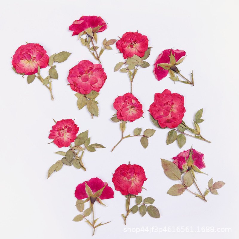 Wholesale Real Rose Dried Pressed Flower For Resin Jewelry Necklace Nail Decoration