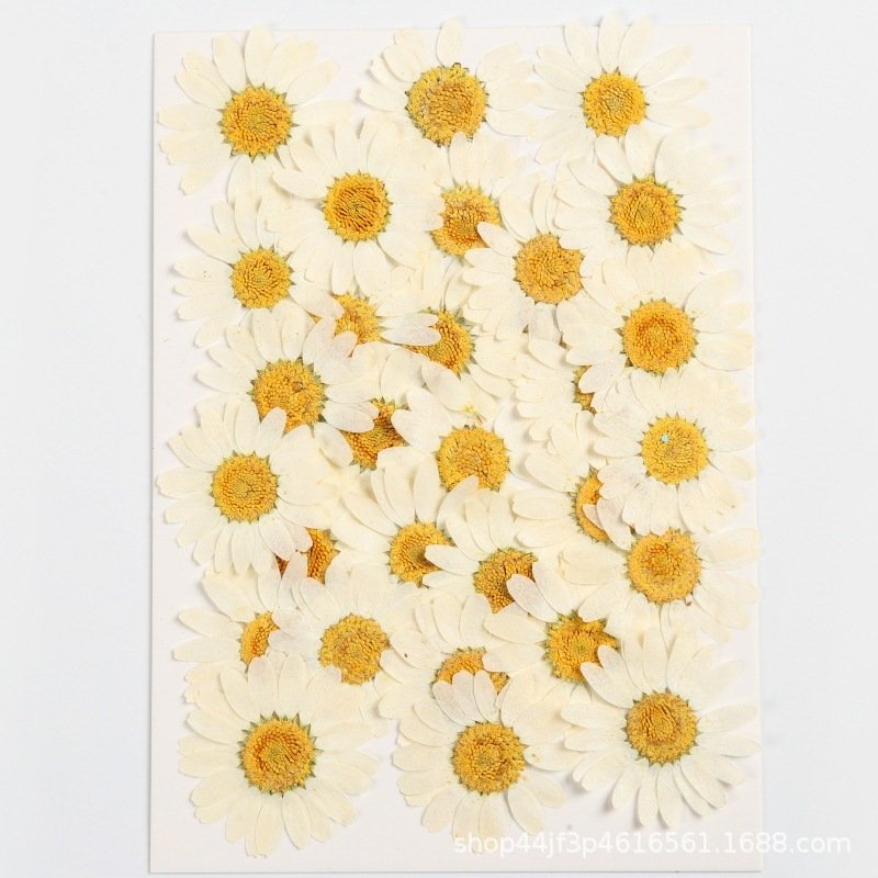 hot sale natural real dried pressed daisy flowers for resin DIY candle