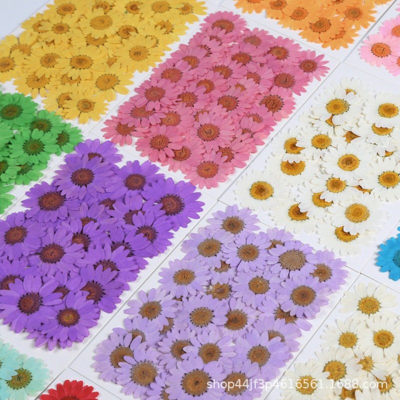 hot sale natural real dried pressed daisy flowers for resin DIY candle