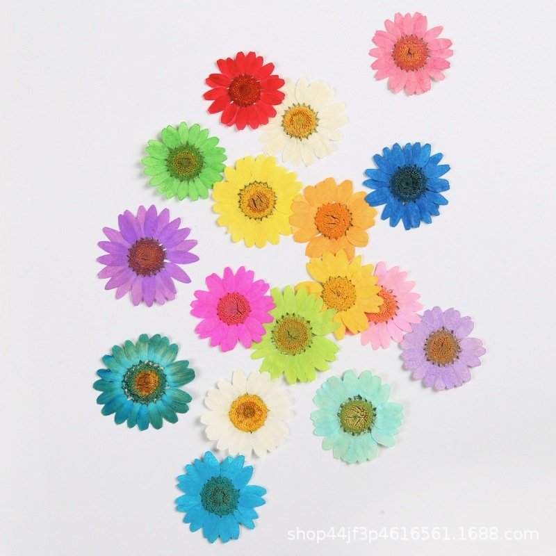 hot sale natural real dried pressed daisy flowers for resin DIY candle