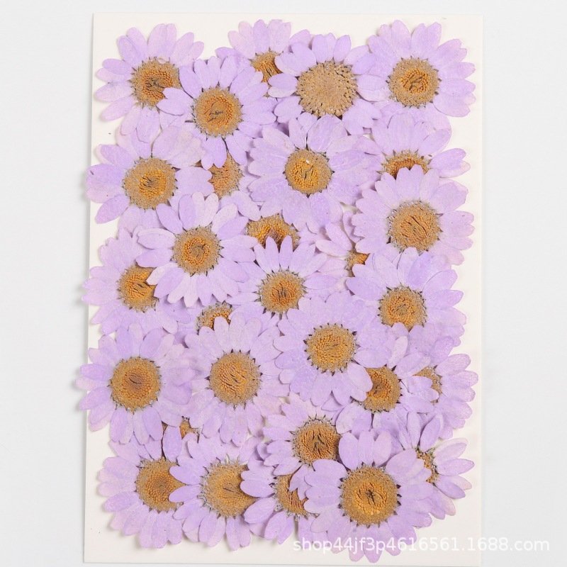 hot sale natural real dried pressed daisy flowers for resin DIY candle