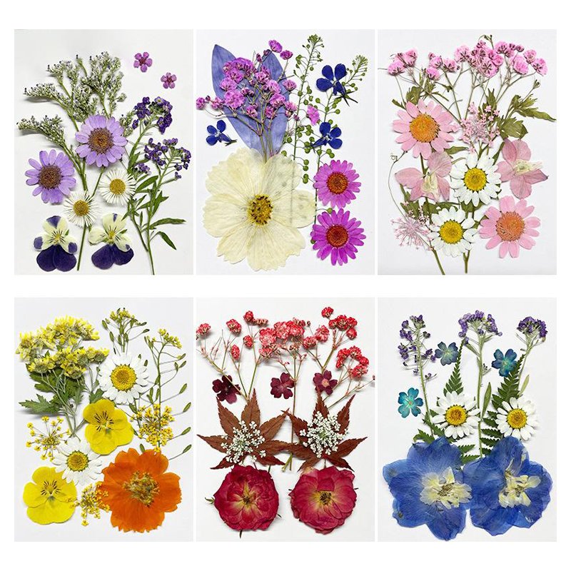 Colorful Natural Real Dried Pressed Flowers for Resin Art Silicone Mold Filler