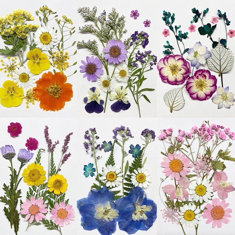 Colorful Natural Real Dried Pressed Flowers for Resin Art Silicone Mold Filler