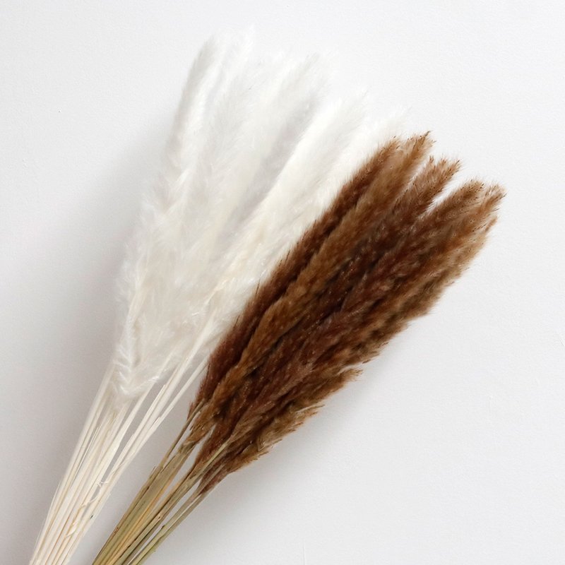 GH-052 wholesale short natural decorative vase white red dry pampa grass small reed dried pampas grass flower decor