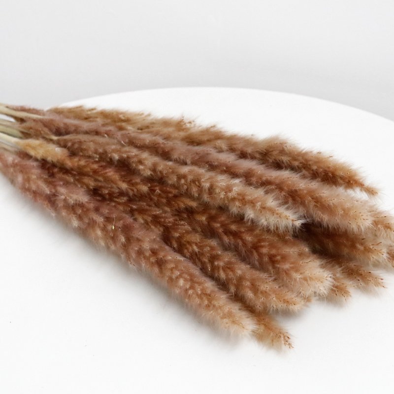 GH-052 wholesale short natural decorative vase white red dry pampa grass small reed dried pampas grass flower decor