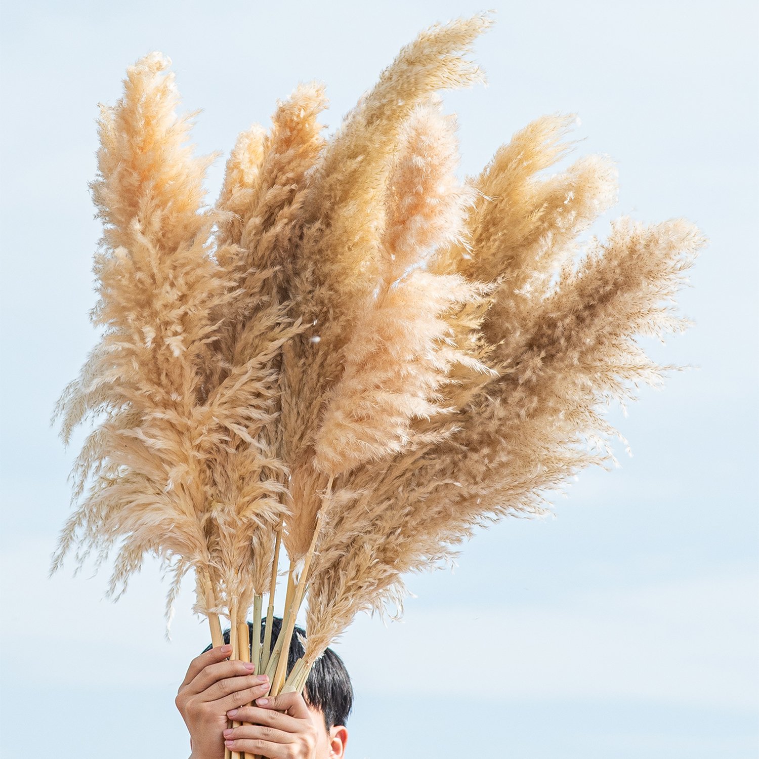 New Crop Dried Large Fluffy Pampas Grass dried flowers hot Sale for home and wedding decoration