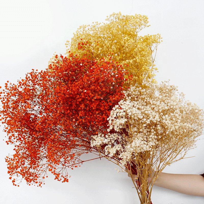 Hot Selling 2024 Preserved Baby's Breath Flowers Gypsophila for Wedding Home Decoration dried and preserved colorful Baby Breath