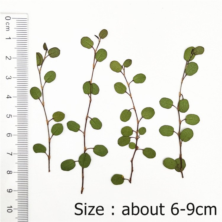 Angel Vine Leaves Maidenhair Vine Leaf Dried Leaves Embossed Bookmark Decorative Dried Plant
