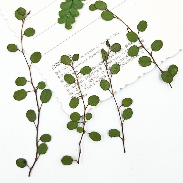 Angel Vine Leaves Maidenhair Vine Leaf Dried Leaves Embossed Bookmark Decorative Dried Plant