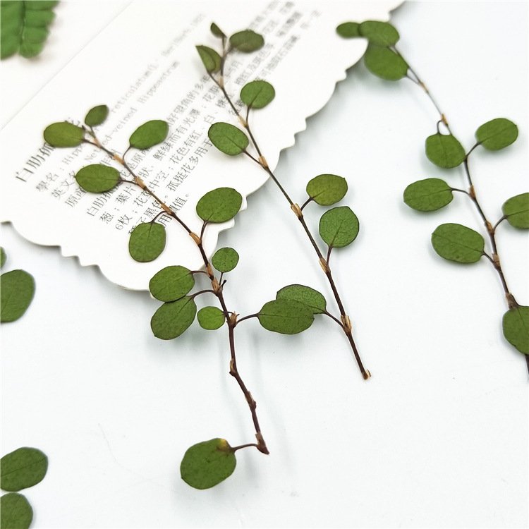 Angel Vine Leaves Maidenhair Vine Leaf Dried Leaves Embossed Bookmark Decorative Dried Plant