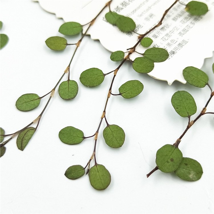 Angel Vine Leaves Maidenhair Vine Leaf Dried Leaves Embossed Bookmark Decorative Dried Plant