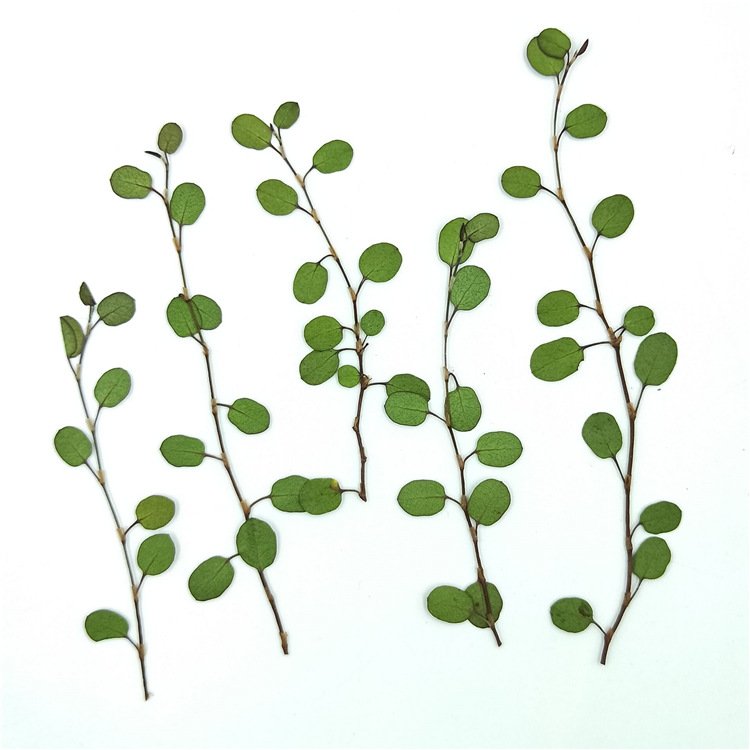 Angel Vine Leaves Maidenhair Vine Leaf Dried Leaves Embossed Bookmark Decorative Dried Plant
