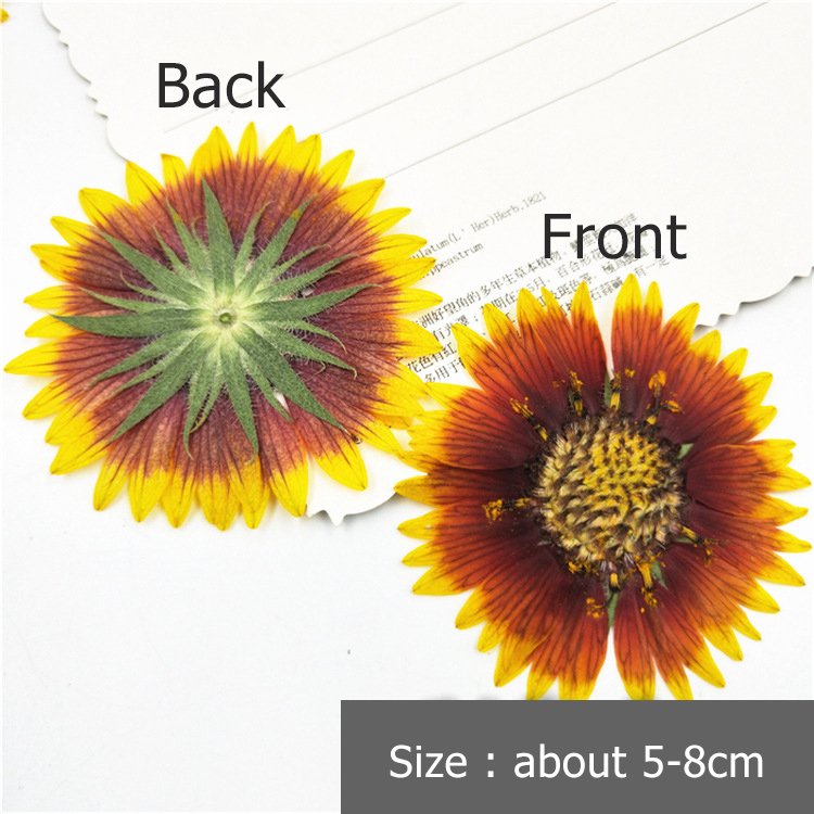 Gaillardia Pulchella Nature Collection Plant Parts Natural Decoration Dried Flower Botanical