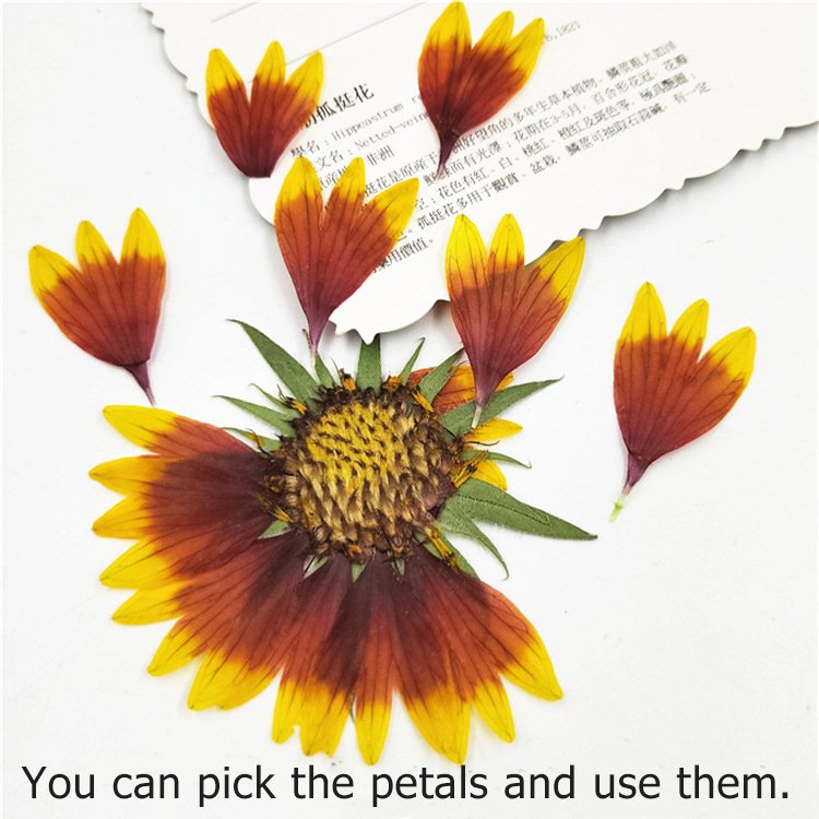 Gaillardia Pulchella Nature Collection Plant Parts Natural Decoration Dried Flower Botanical