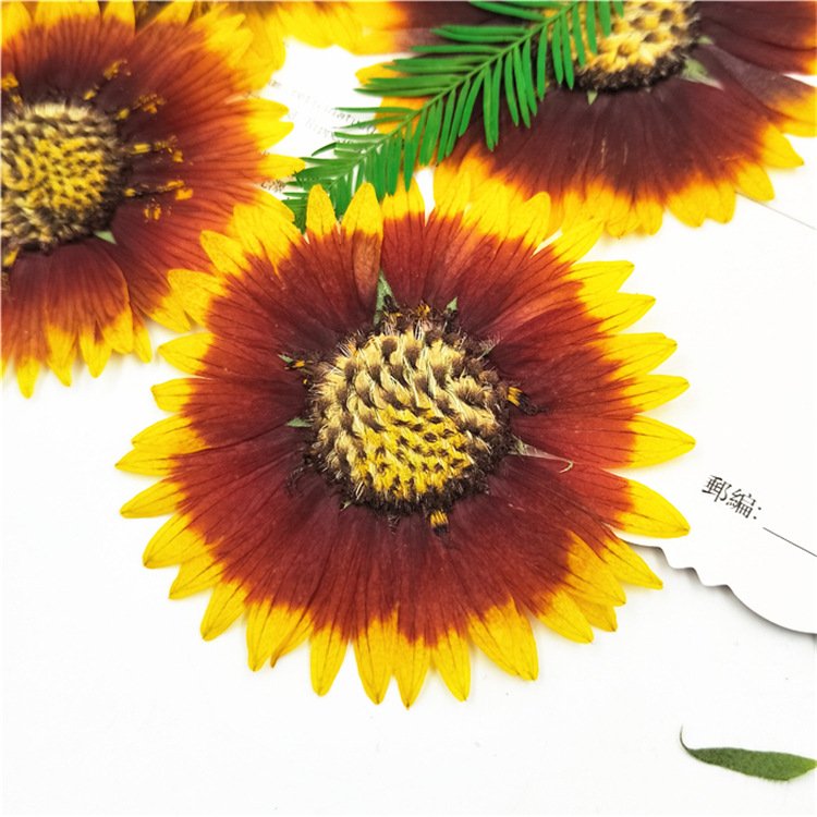 Gaillardia Pulchella Nature Collection Plant Parts Natural Decoration Dried Flower Botanical
