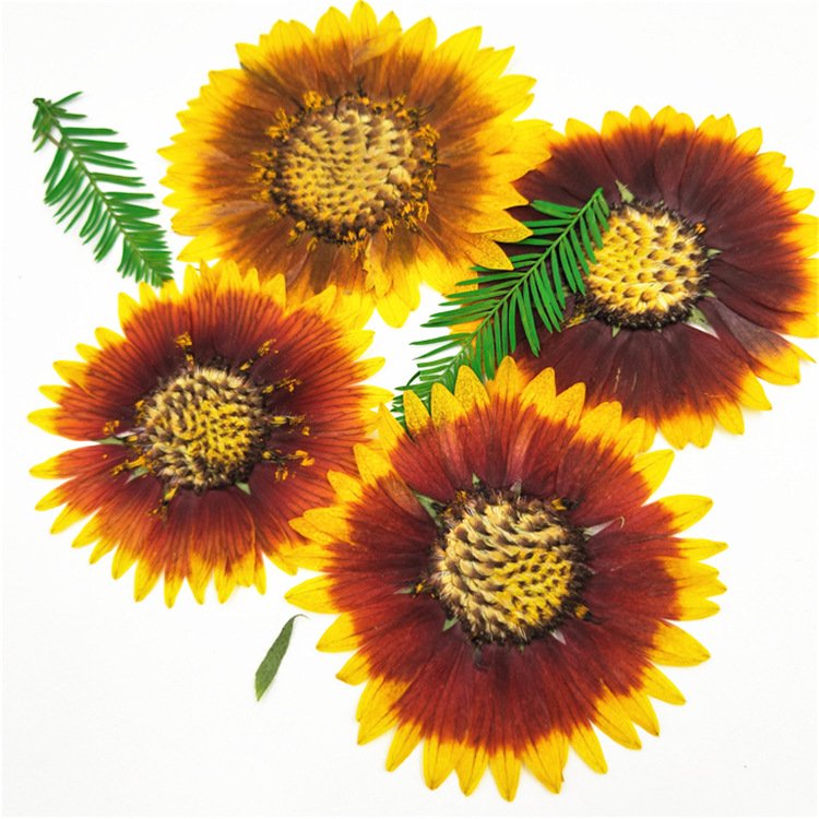 Gaillardia Pulchella Nature Collection Plant Parts Natural Decoration Dried Flower Botanical
