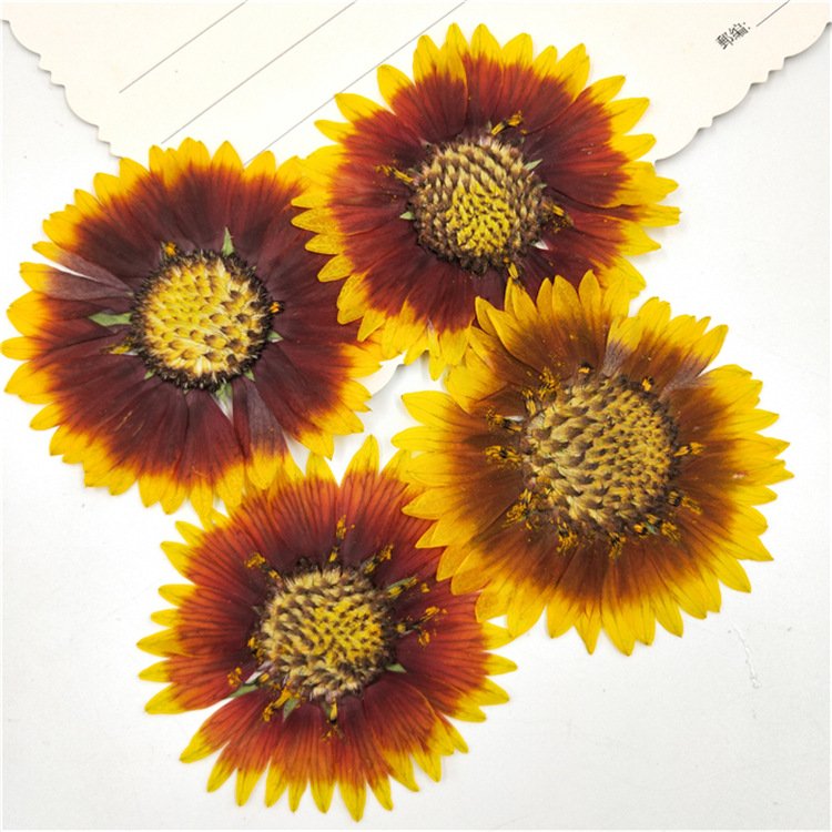 Gaillardia Pulchella Nature Collection Plant Parts Natural Decoration Dried Flower Botanical