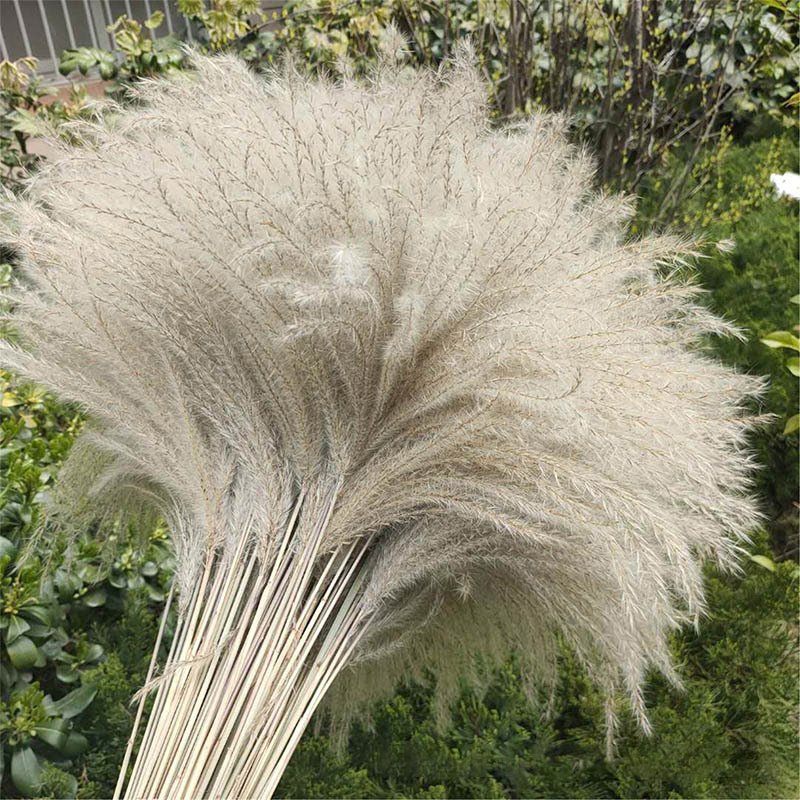 Wholesale 43CM 10pcs Pampas Grass Dry Flower for Vase Home Boho Decor Floral Arrangements Large Pampas Grass