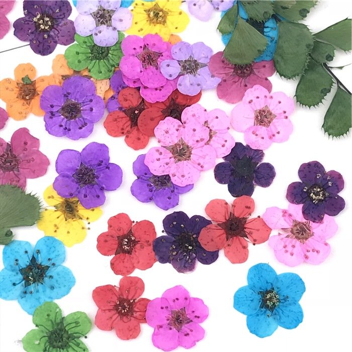 Dried Flowers Nail Art Pressed Dry Flower Nature Dried Flower Nail Art Sorbaria Sorbifolia