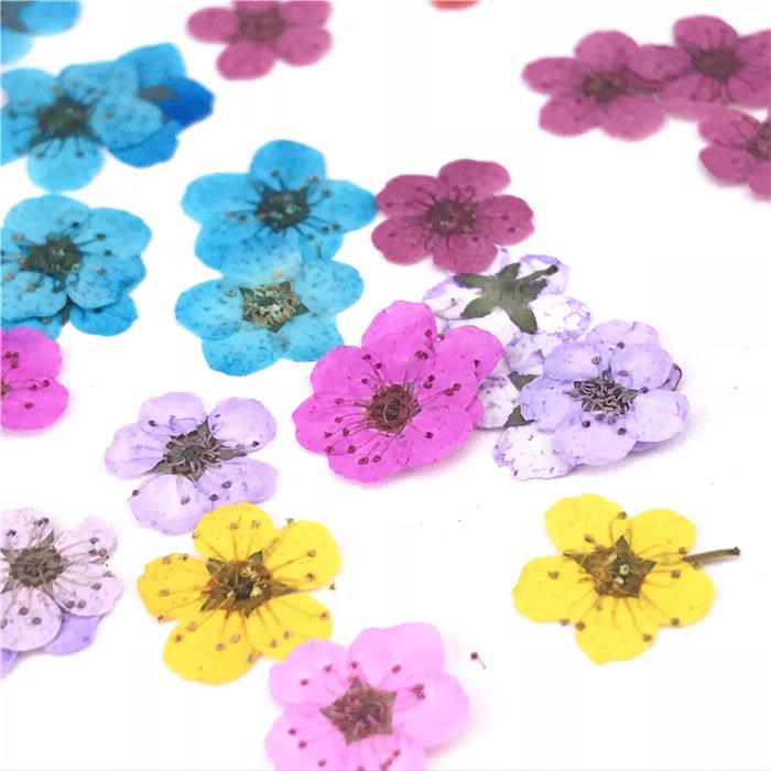Dried Flowers Nail Art Pressed Dry Flower Nature Dried Flower Nail Art Sorbaria Sorbifolia