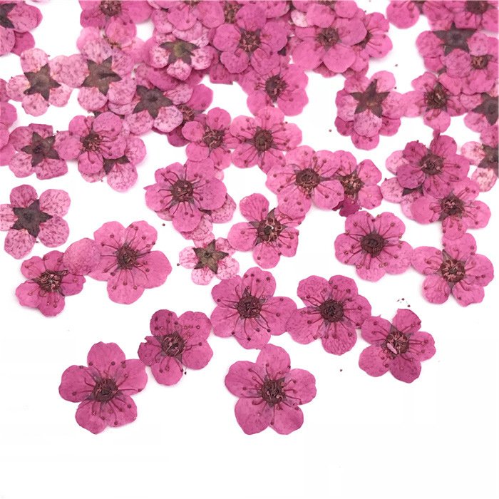 Dried Flowers Nail Art Pressed Dry Flower Nature Dried Flower Nail Art Sorbaria Sorbifolia